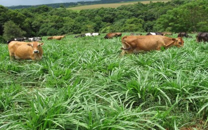 Planejamento forrageiro aumenta em 40% a produção de leite no RS