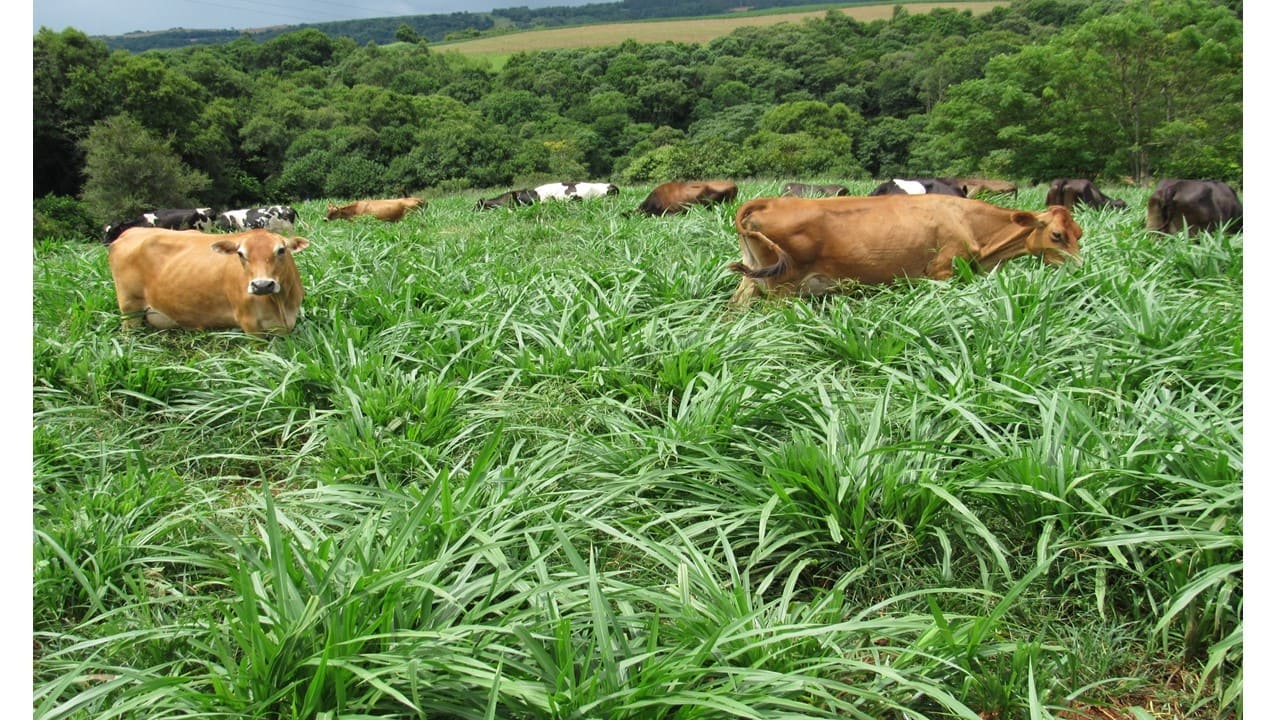 Planejamento forrageiro aumenta em 40% a produção de leite no RS