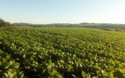 Chuva no começo do ano deve ajudar ainda mais produtividade da soja 17/18