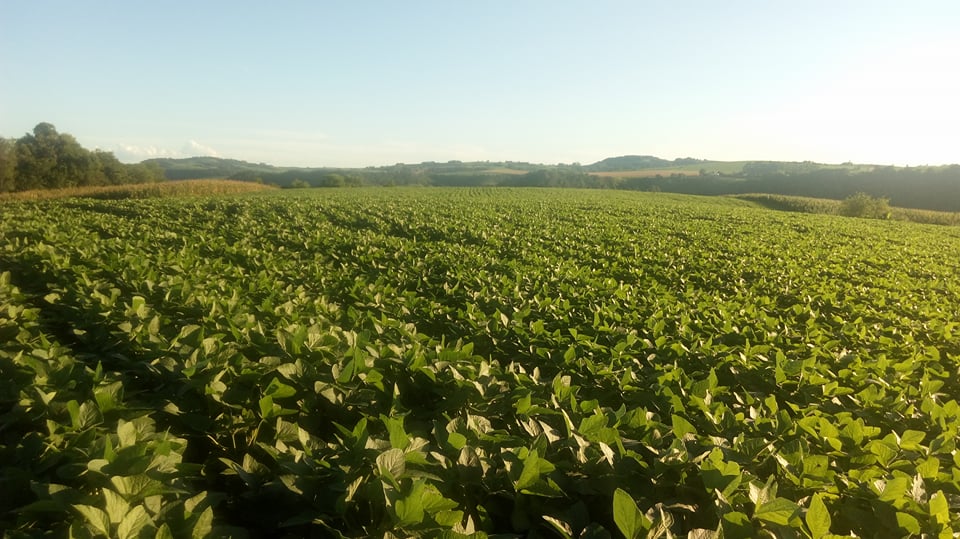 Chuva no começo do ano deve ajudar ainda mais produtividade da soja 17/18