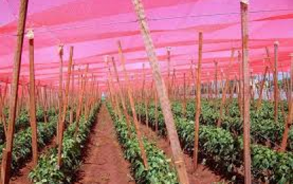 A utilização de sombrite colorido otimizam a produção