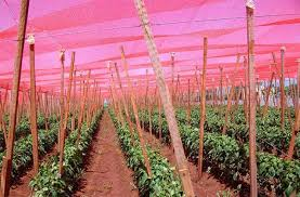 A utilização de sombrite colorido otimizam a produção