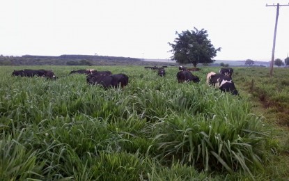 Melhor horário para o pastejo das vacas durante os dias quentes