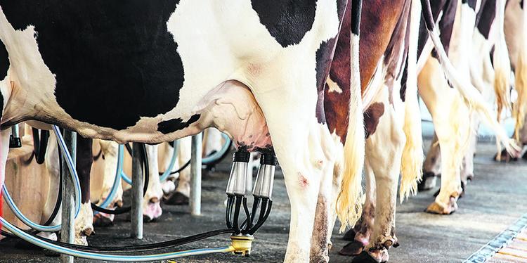 Produção de leite deve crescer em 2018