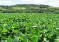 Rio Grande do Sul deve iniciar plantio da soja nesta semana