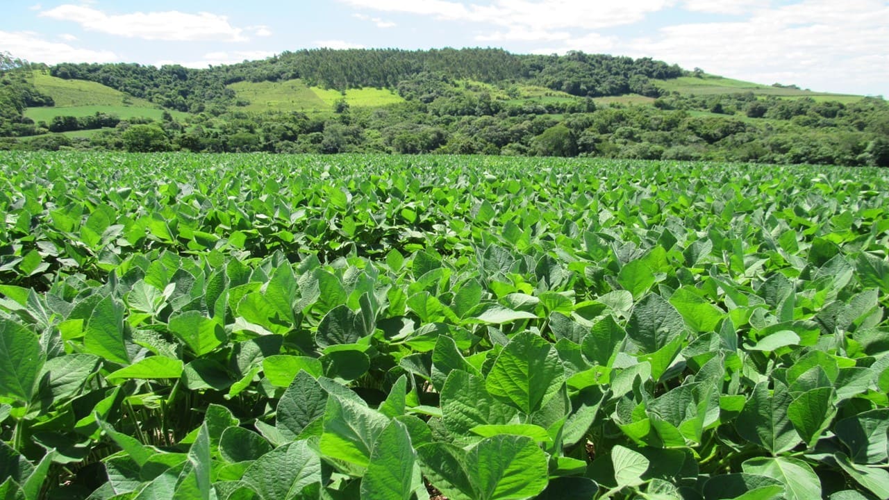 Desenvolvimento das lavouras de Soja