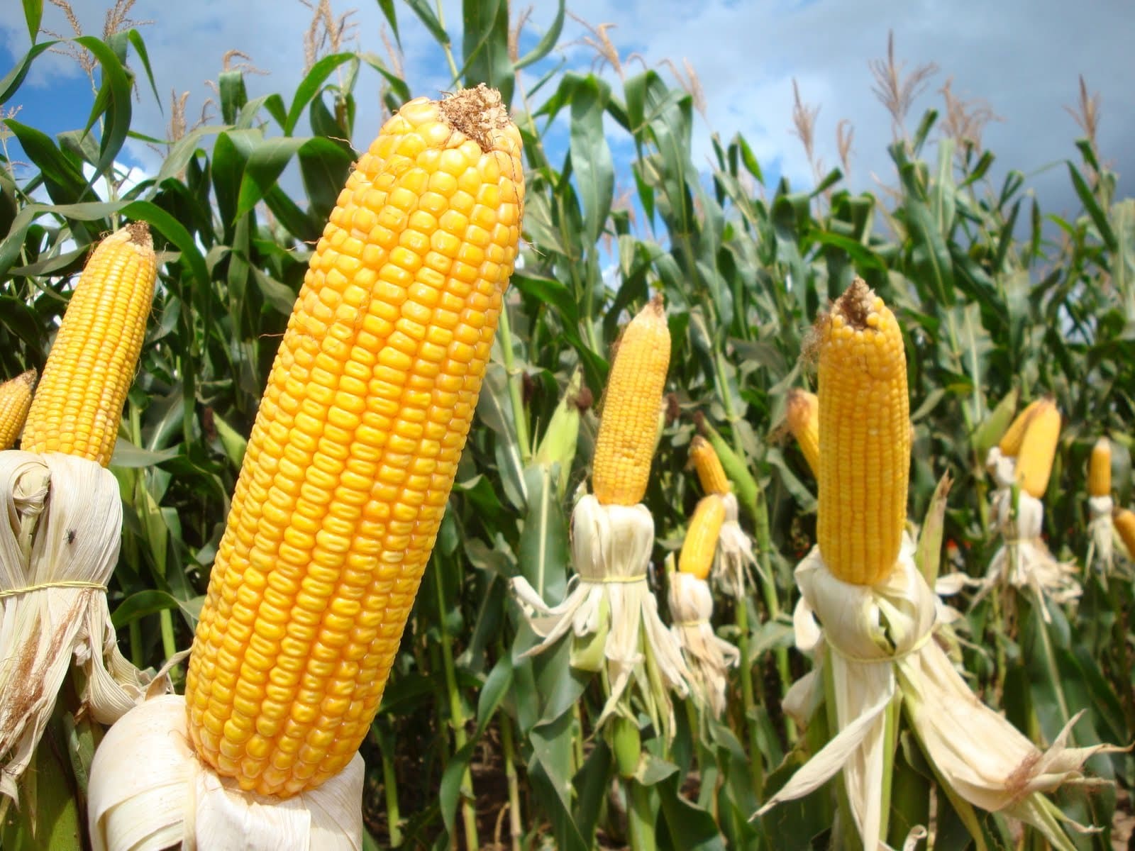 Seminário debate alternativas para o cultivo do milho no Rio Grande do Sul