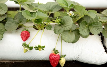 Conheça a diferença entre as variedades de morango e época de plantio