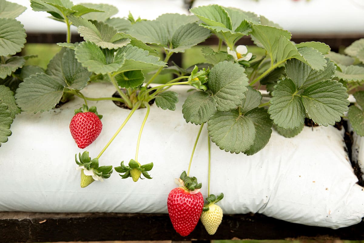 Conheça a diferença entre as variedades de morango e época de plantio