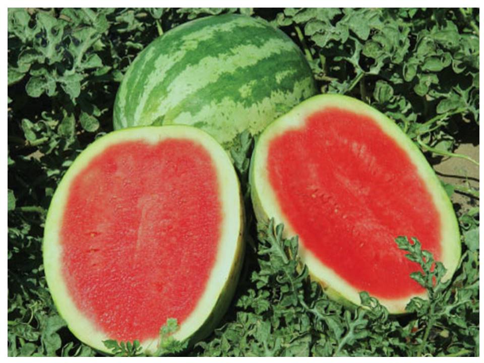 Melancia sem semente, uma nova alternativa de produção