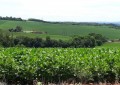 Cultura da soja tem cenários distintos no Rio Grande do Sul