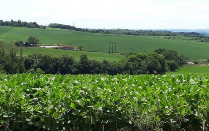 Cultura da soja tem cenários distintos no Rio Grande do Sul