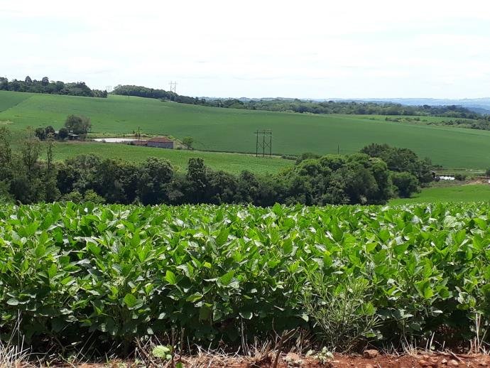 Cultura da soja tem cenários distintos no Rio Grande do Sul