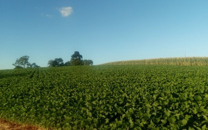 Secretaria da Agricultura institui canais para denúncia de deriva do 2,4-D