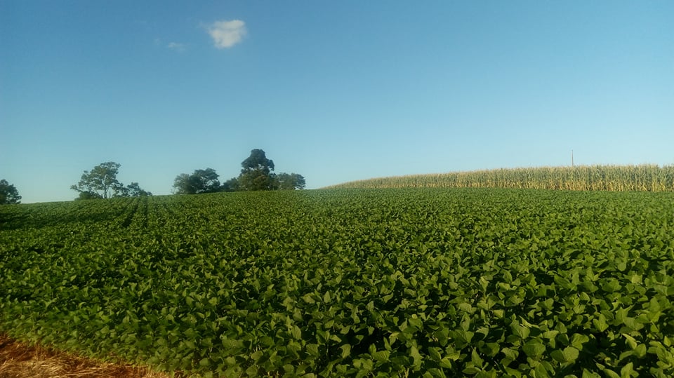 Principais produtores mundiais de soja em 2018