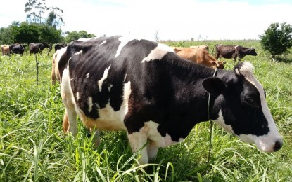 Leite: Preço pago ao produtor é menor desde fevereiro de 2010