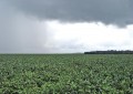 chuva e diminuição das temperaturas para final de janeiro e início de fevereiro