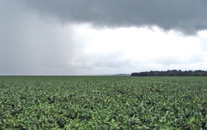Chuvas retomam ânimo dos produtores e soja segue em desenvolvimento