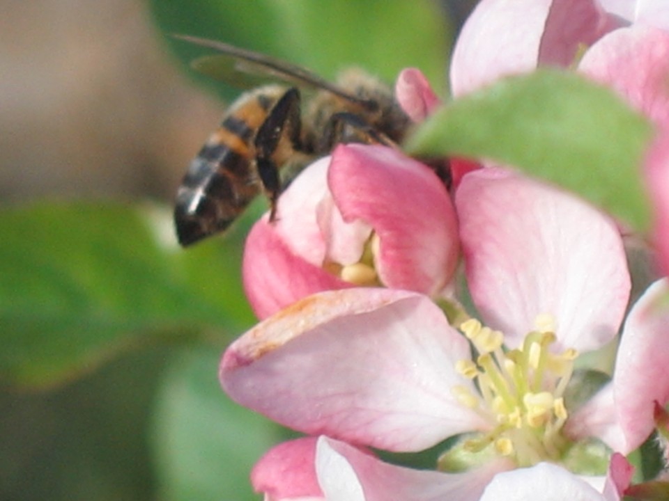 Abelhas de aluguel viajam o país para ajudar agricultores a produzir mais