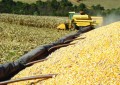 Mais da metade do milho já está colhido no Estado
