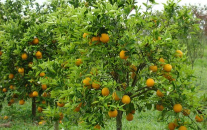 Como Construir um pomar em casa