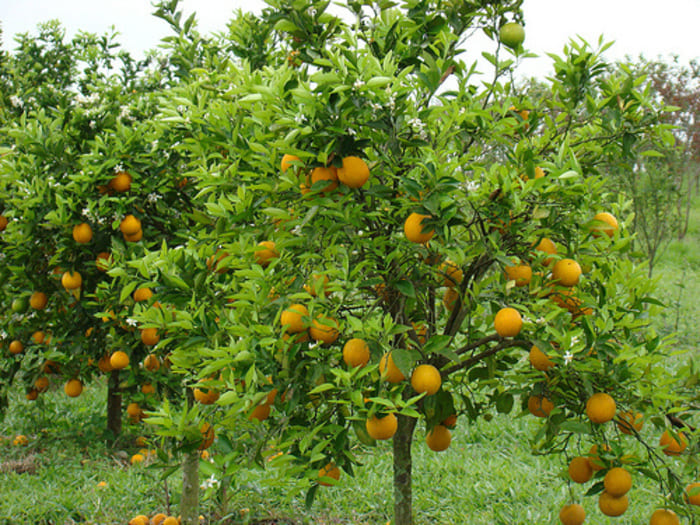 Como Construir um pomar em casa