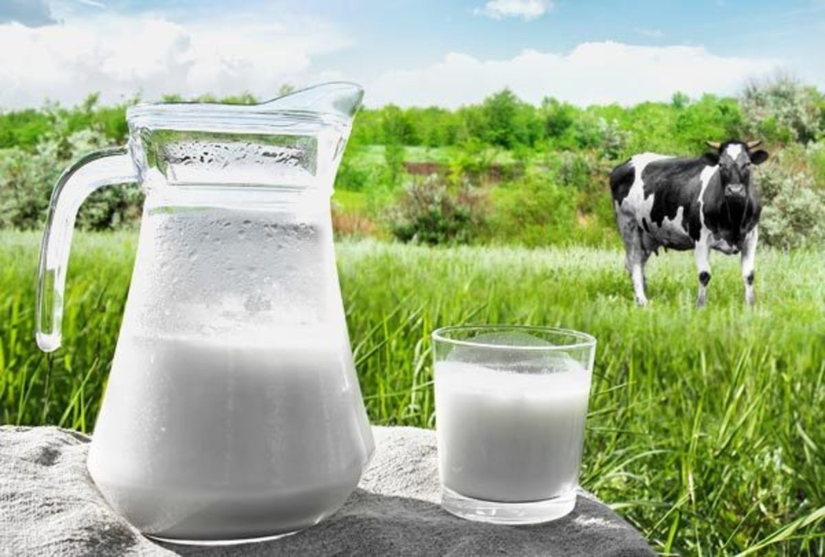 Mercado brasileiro de leite orgânico cresceu 20%