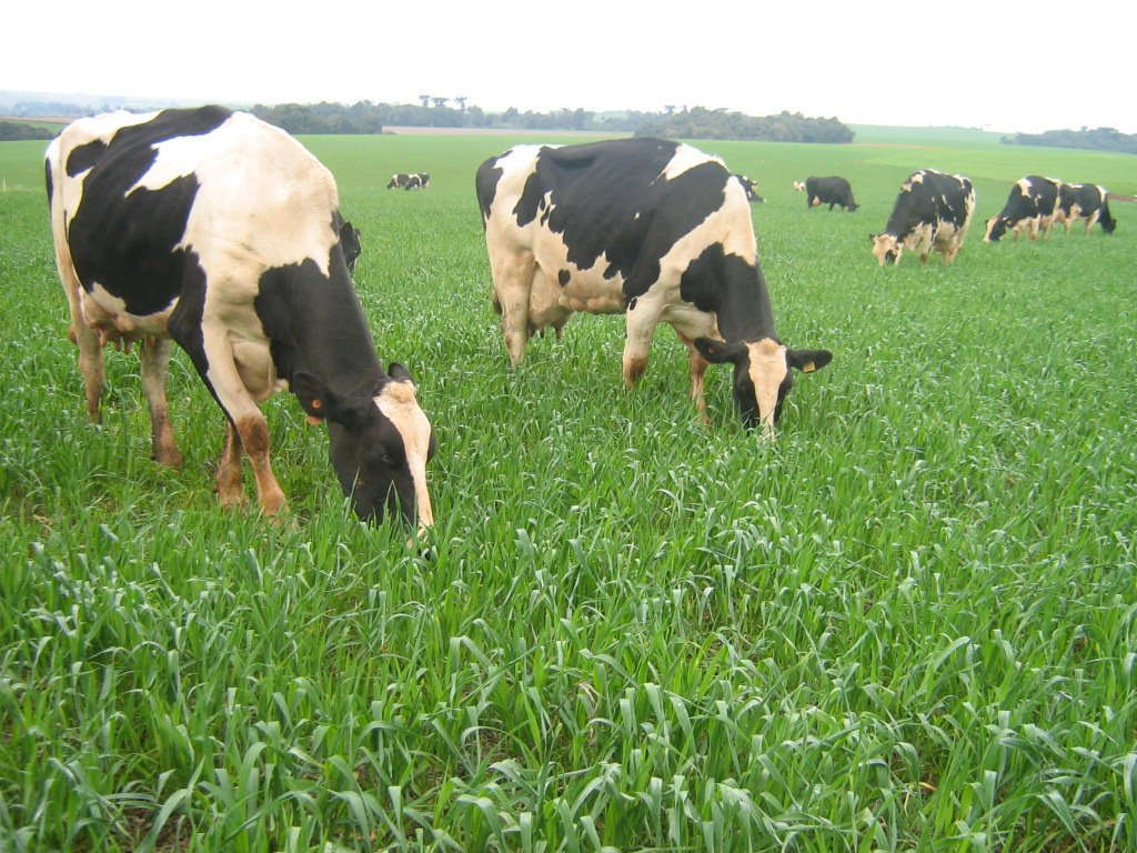 Pastagens de inverno e preço amenizam momento do produtor de leite