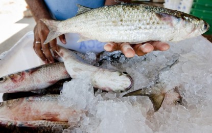 Comercialização de peixe na Semana Santa devem chegar a 20% da produção anual do Estado