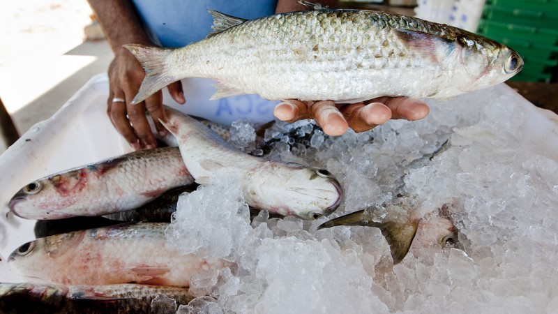 Comercialização de peixe na Semana Santa devem chegar a 20% da produção anual do Estado