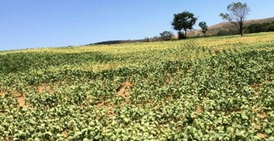 Seca na Argentina derruba safra de grãos e provoca rali de preços