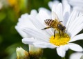 Início das floradas de primavera estimula polinização das abelhas