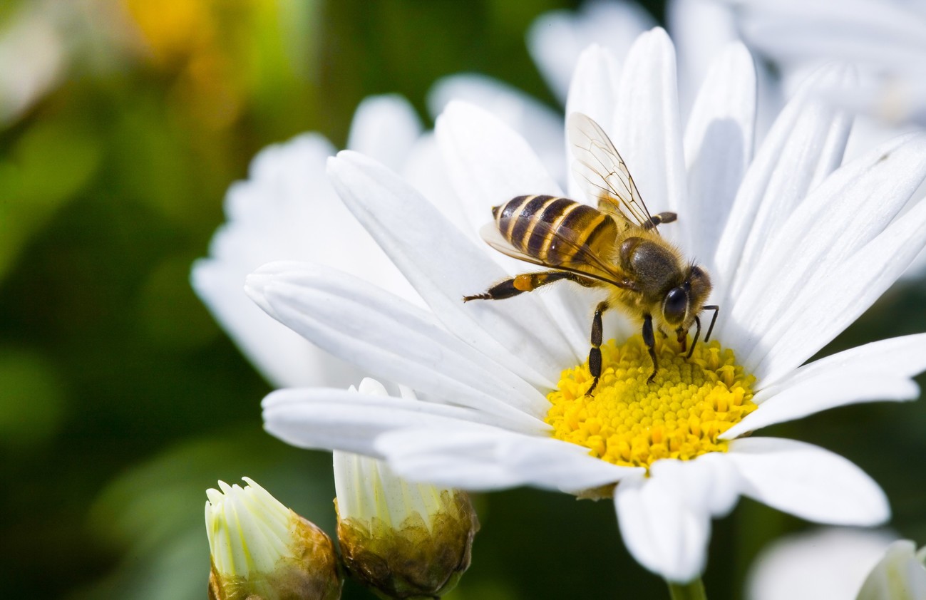 Início das floradas de primavera estimula polinização das abelhas