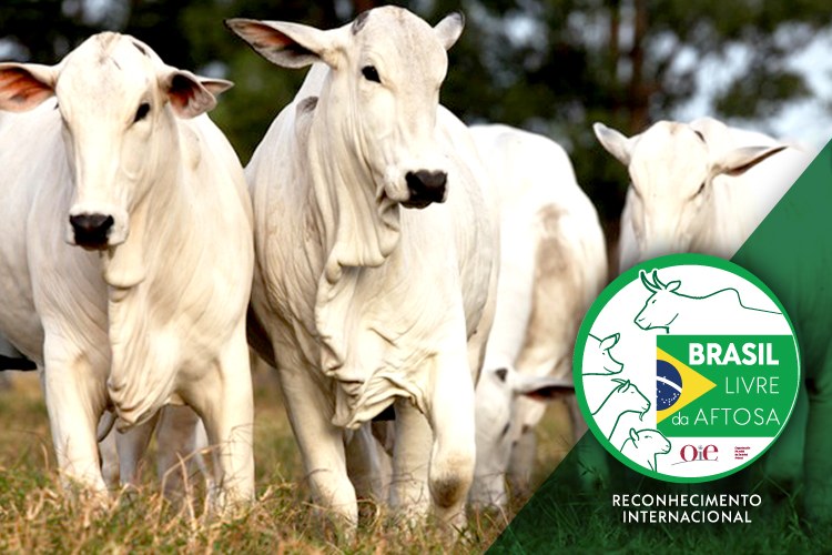 Brasil Livre da Aftosa é um marco na história da pecuária