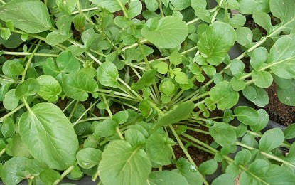 Como plantar agrião-da-terra