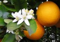 Exportação de suco de laranja do Brasil avança 24% entre julho e outubro