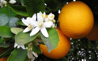 Exportação de suco de laranja do Brasil avança 24% entre julho e outubro