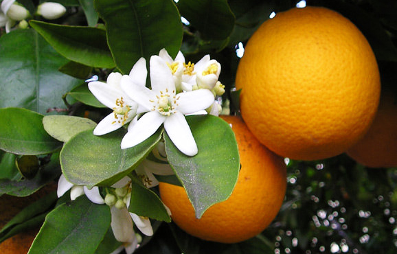 Governo estabelece preços mínimos para a laranja e o trigo