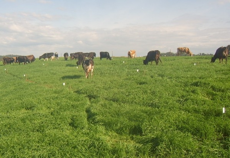 Integração Lavoura-Pecuária intensifica produção no campo