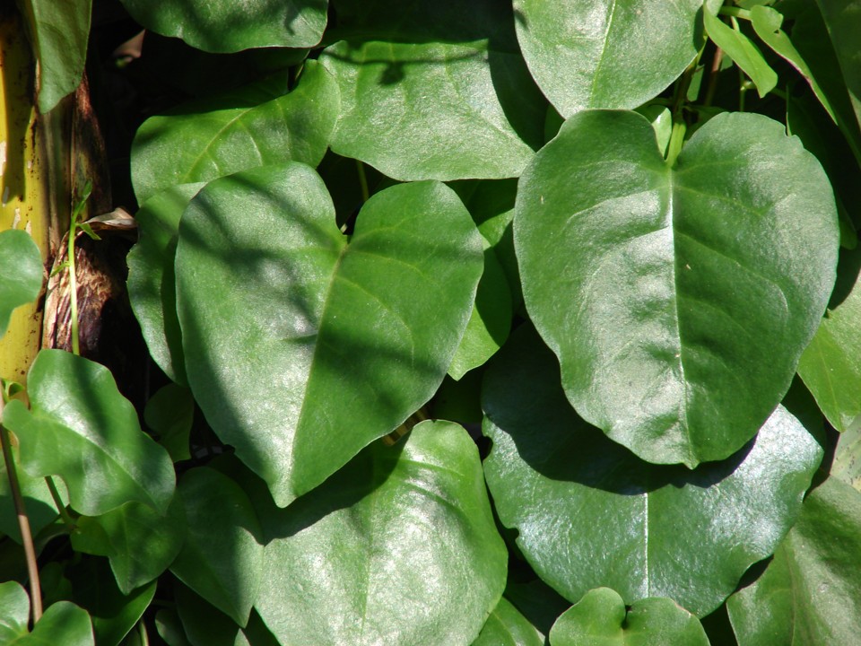 Por que nós só comemos 1% das plantas que nossos tataravós comiam?