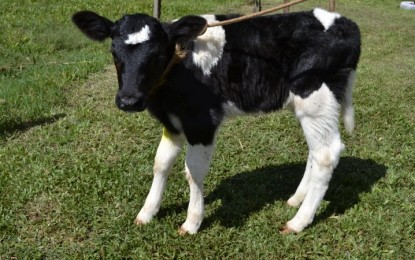 Chiapetta: Nascem as primeiras terneiras do Programa Dissemina