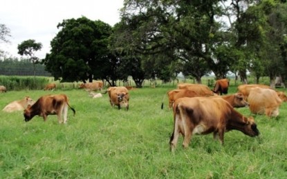 Evento regional discute a crise do leite em Palmeira das Missões