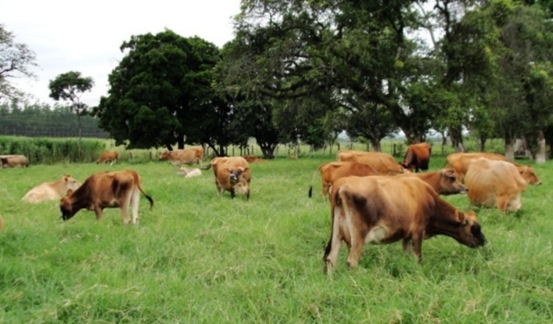 Câmara Setorial do Leite avalia instruções normativas 76 e 77 e seus impactos no RS