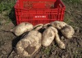 Cultivar de batata-doce BRS Gaita é lançada para dupla finalidade
