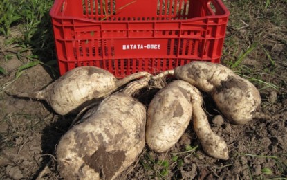 Cultivar de batata-doce BRS Gaita é lançada para dupla finalidade