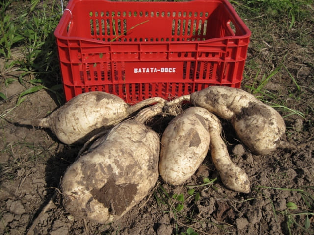 Cultivar de batata-doce BRS Gaita é lançada para dupla finalidade