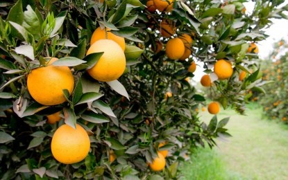 Indicações técnicas para o cultivo de citros no Rio Grande do Sul