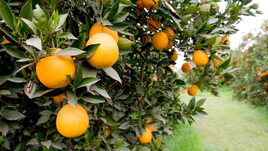 Indicações técnicas para o cultivo de citros no Rio Grande do Sul