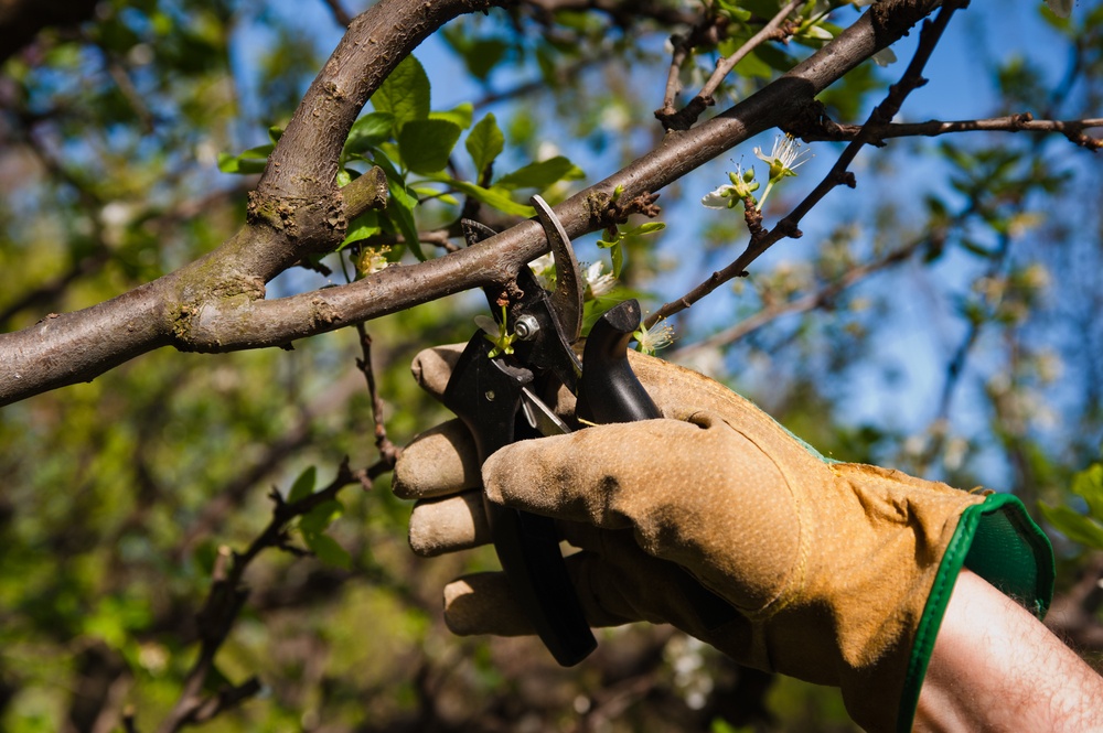 Como realizar podas em árvores frutíferas