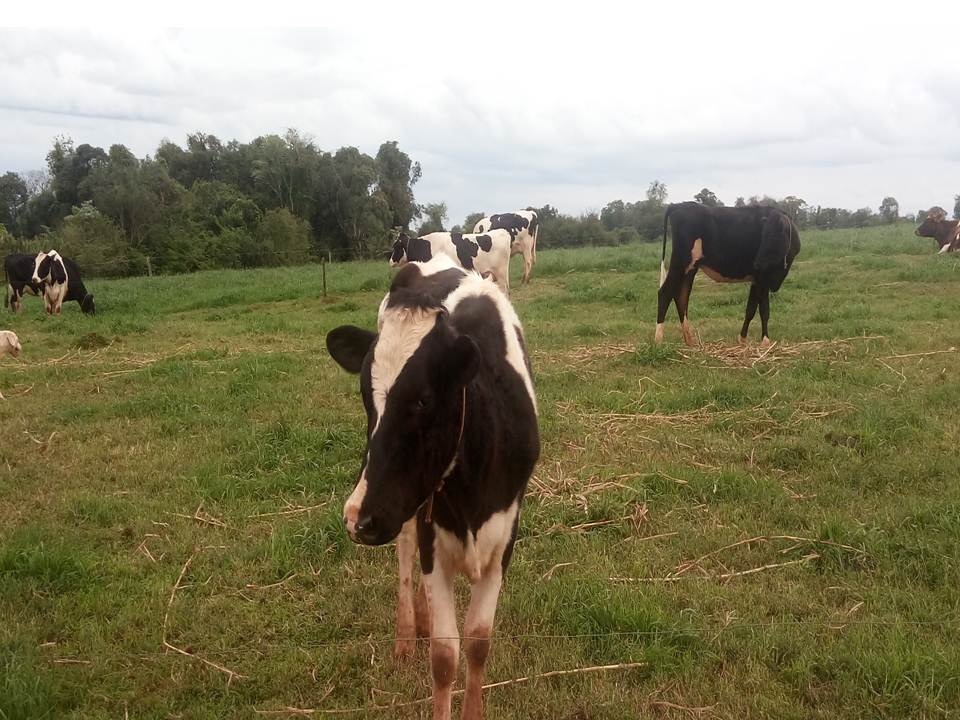 Rebanho leiteiro cuidado em relação à tuberculose e à brucelose